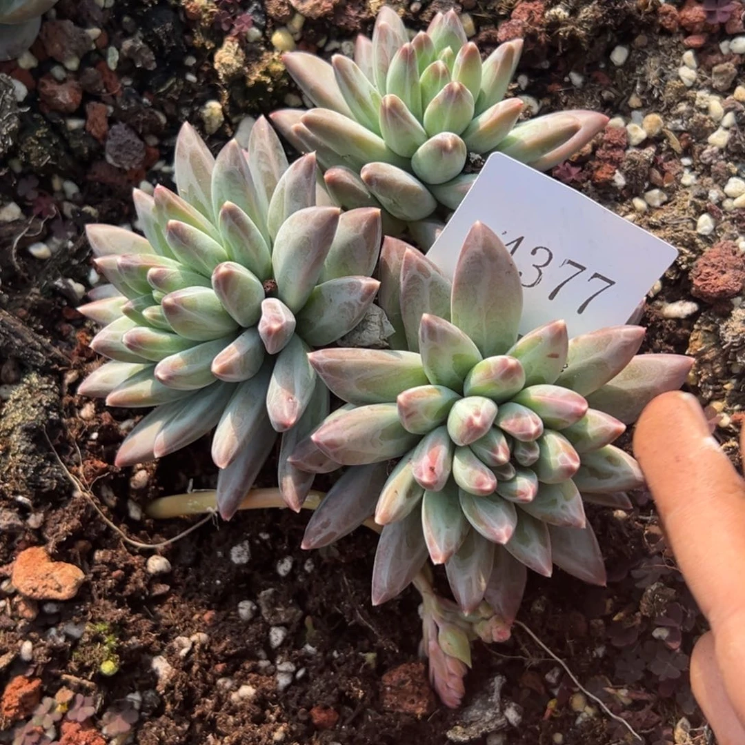 小****44377多肉多的de