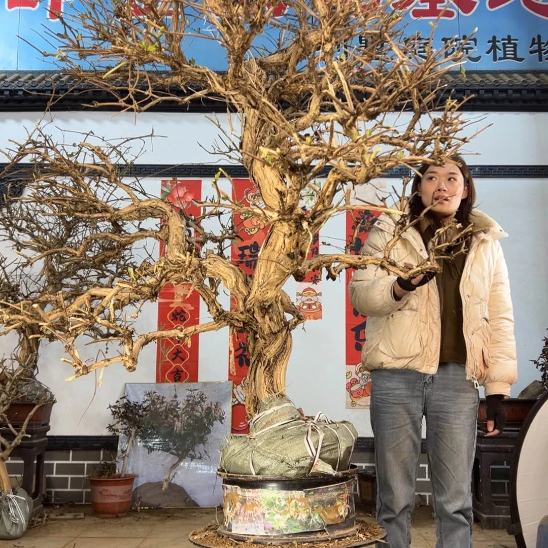 安****装金银花盆景老桩花卉