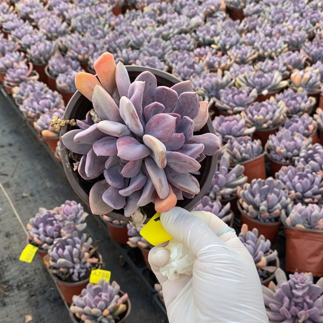 姜***️790皮卡丘一物一拍