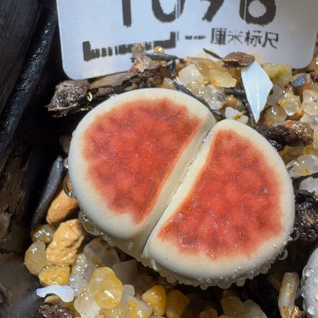 zzzz精品生石花1098