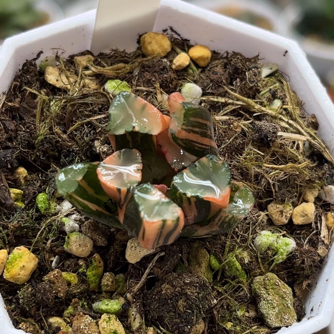 7蜘蛛之巢万象锦（根不好介意勿拍）福利专场