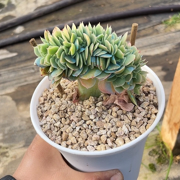 星娜塔多肉一物一拍