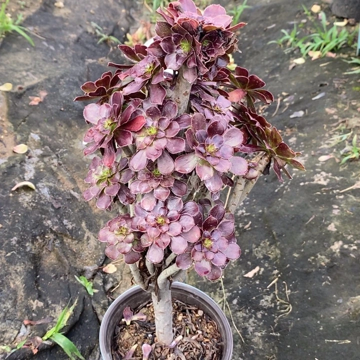 黑法14多肉植物法师法师