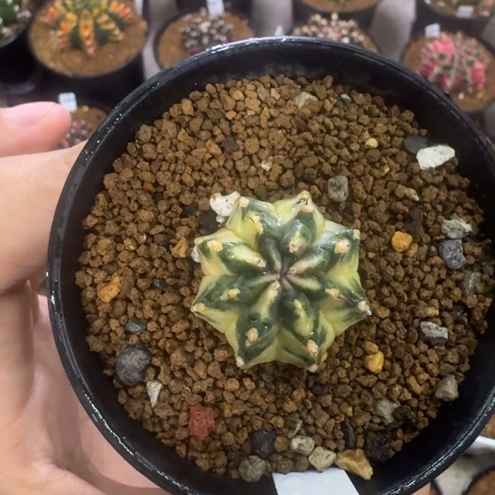 福利多多米哈锦漏