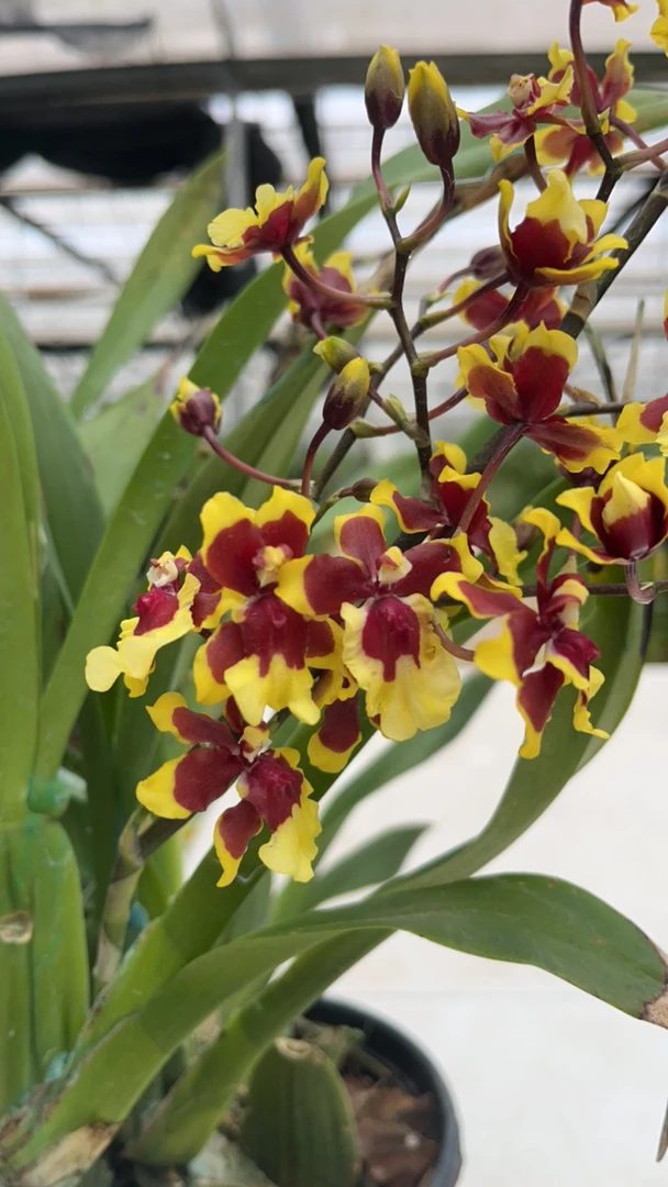 文心兰【三色天香】 带瑕疵不售后 云南基地直发