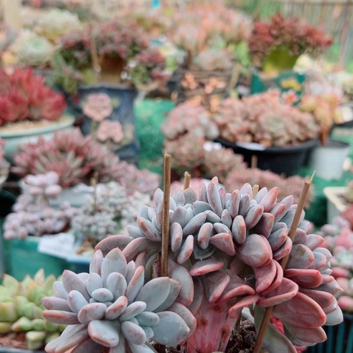 幸运儿是个好孩子呀打