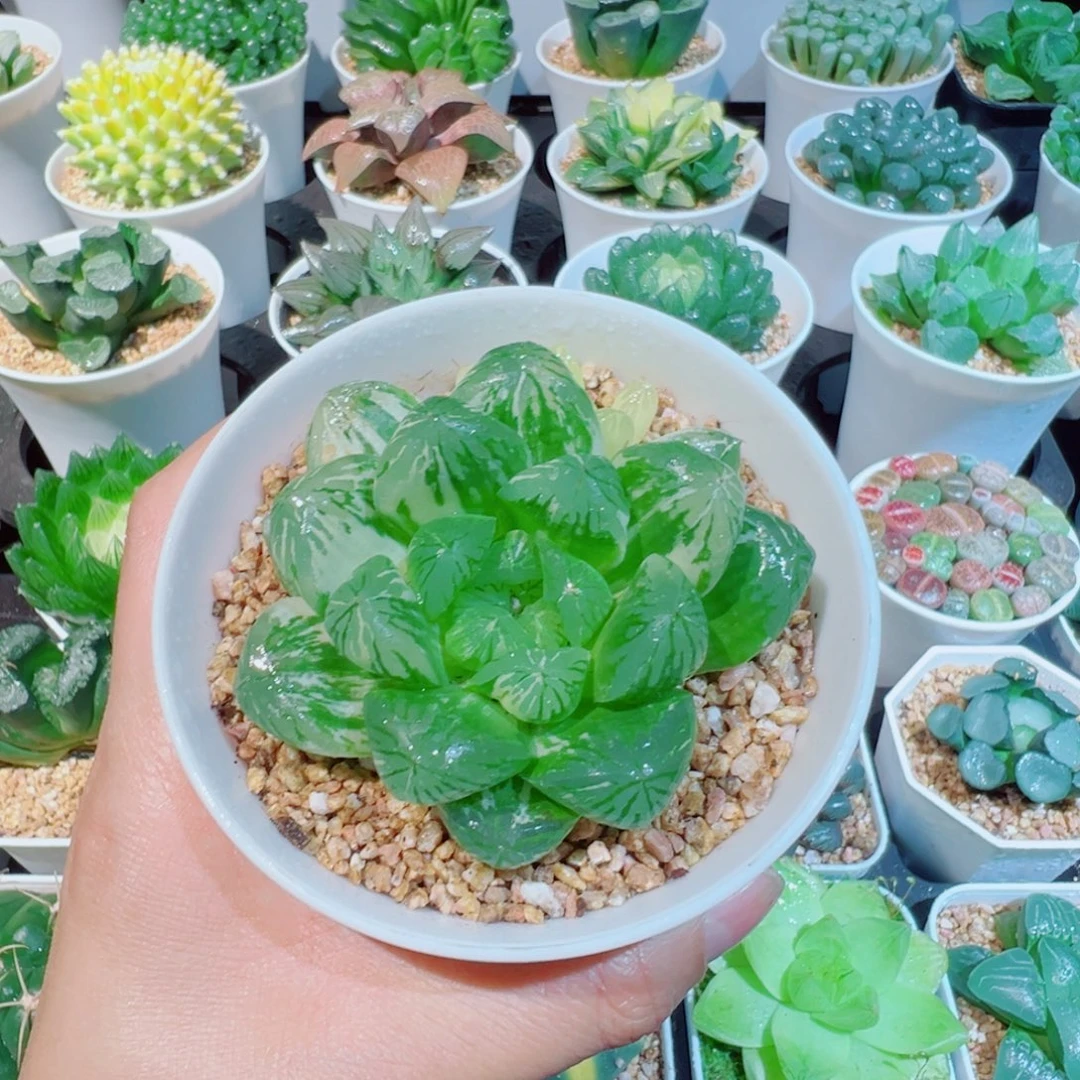 福利、苏州玉露锦基地盆发