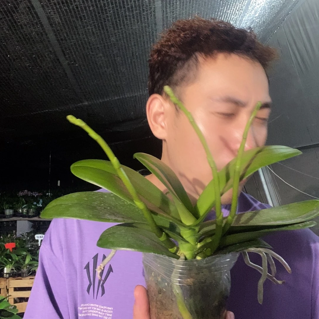 无花朵白天鹅3.5蝴蝶兰