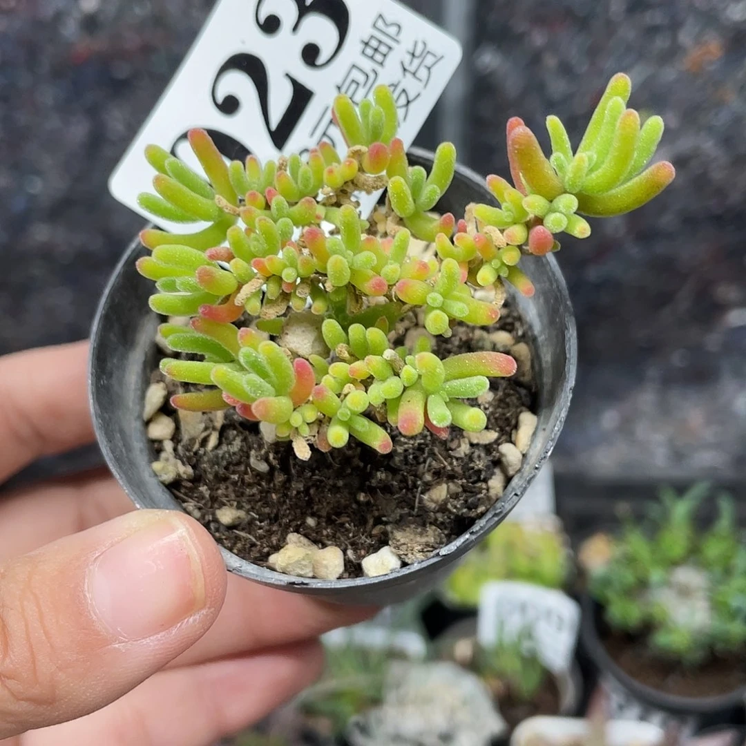 023荧光兔（满18元包邮）