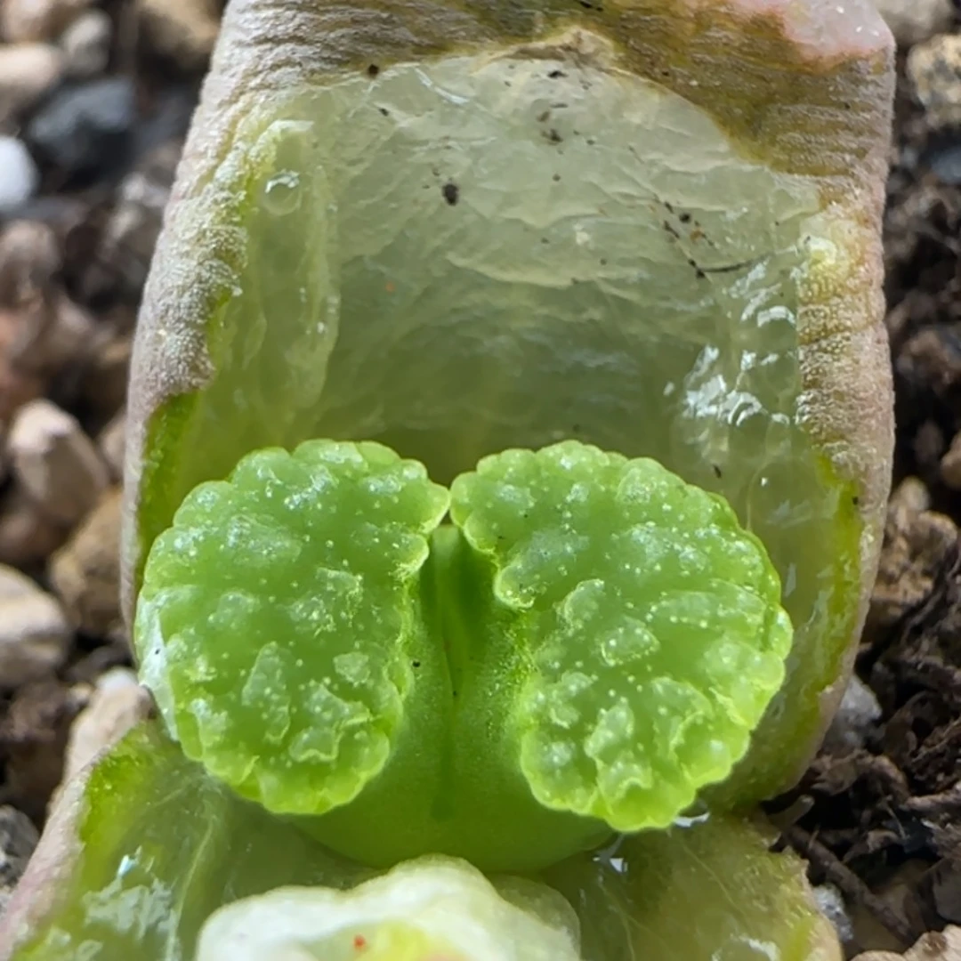 2.6.56/ban'ke 磁铁/多肉植物