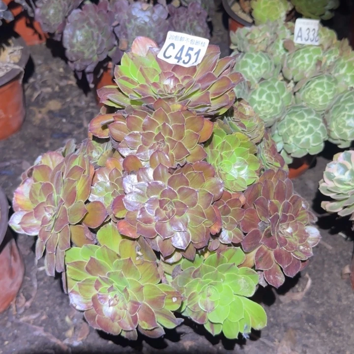 花月夜……多肉植物的