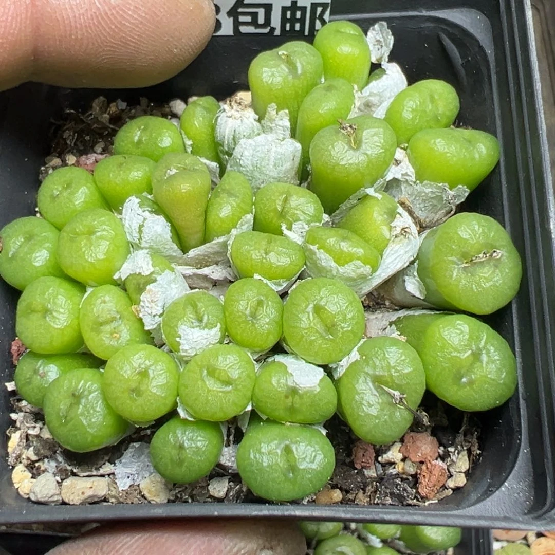 【闪购商品】 218。