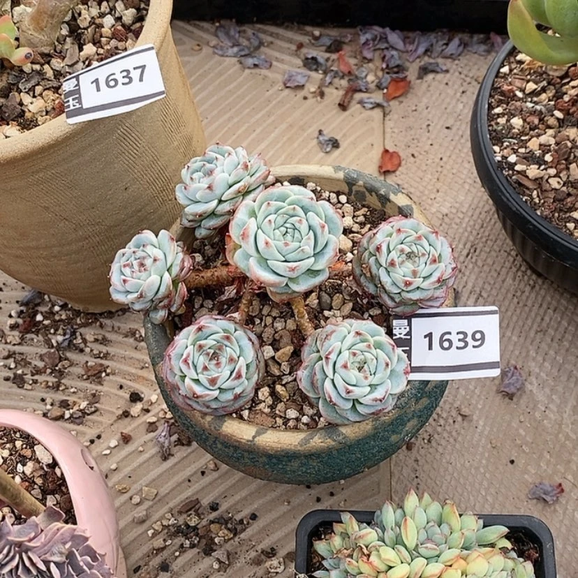 【闪购商品】邓*࿐天鹅绒1639