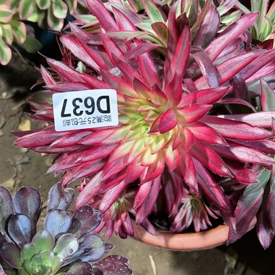 ╰****看多肉植物一个
