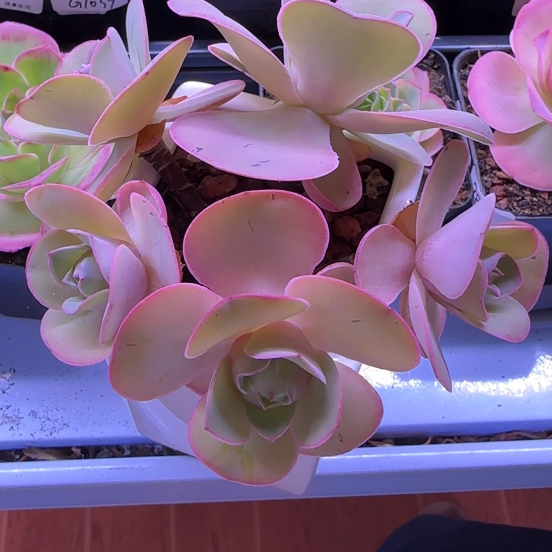 半城玫瑰老桩福利392