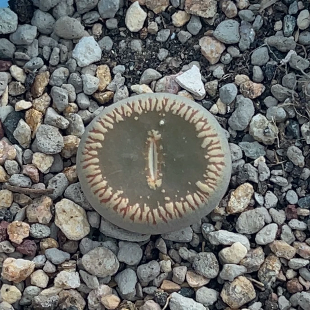 2745净窗c54流水日轮一颗