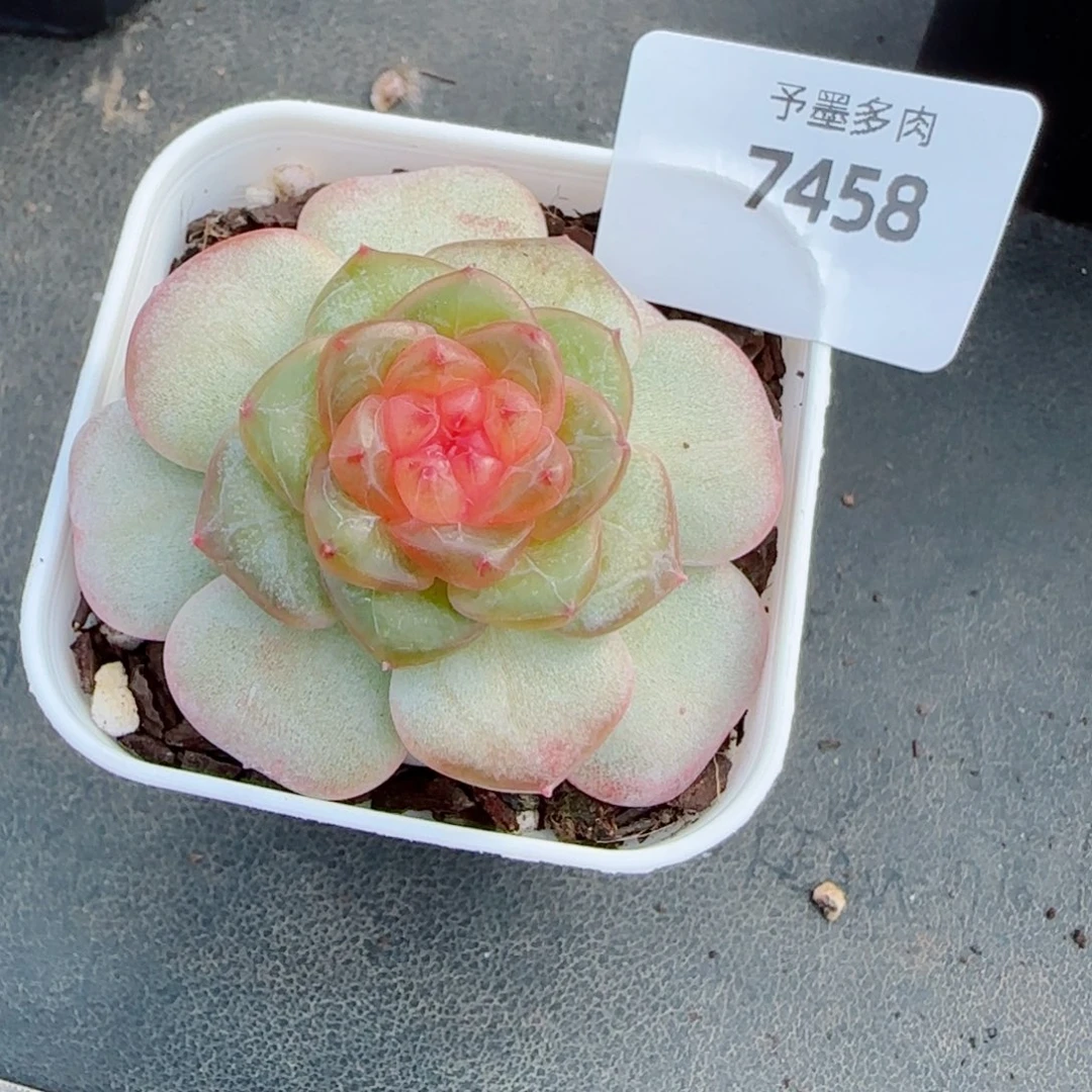 果冻糖，7458多肉植物