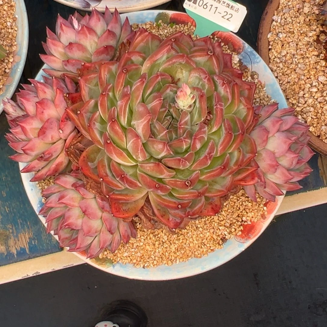 是***菜从前慢多肉精选编号0611.22抵券