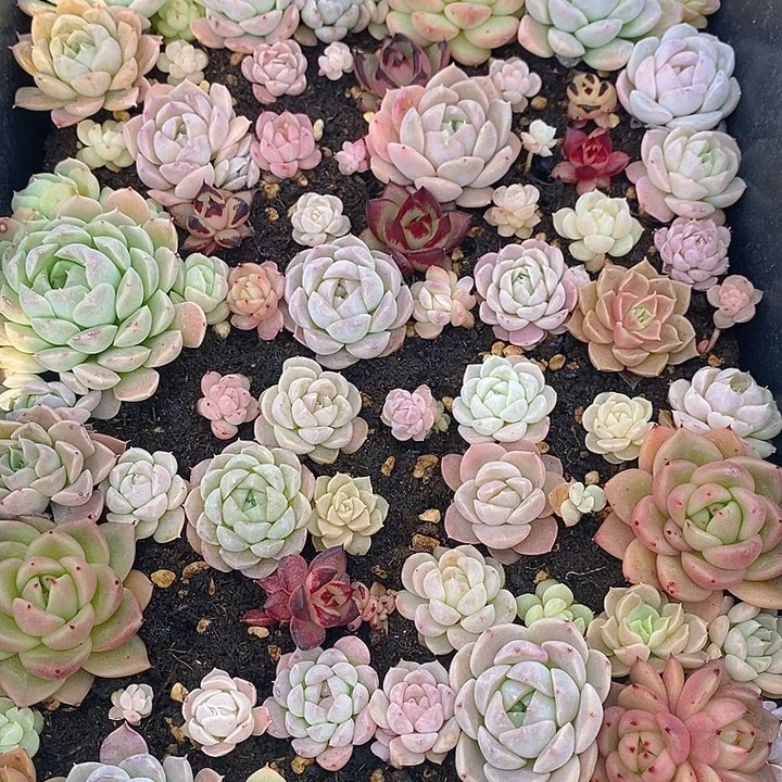 102 多肉植物盆栽花卉植物