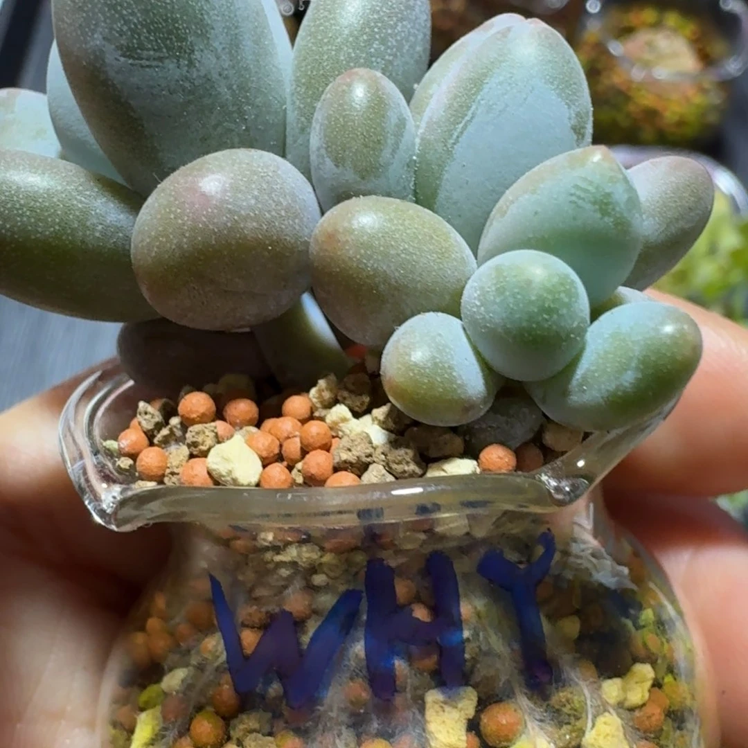 ?***?中号花边瓶30个，颗粒1包480克