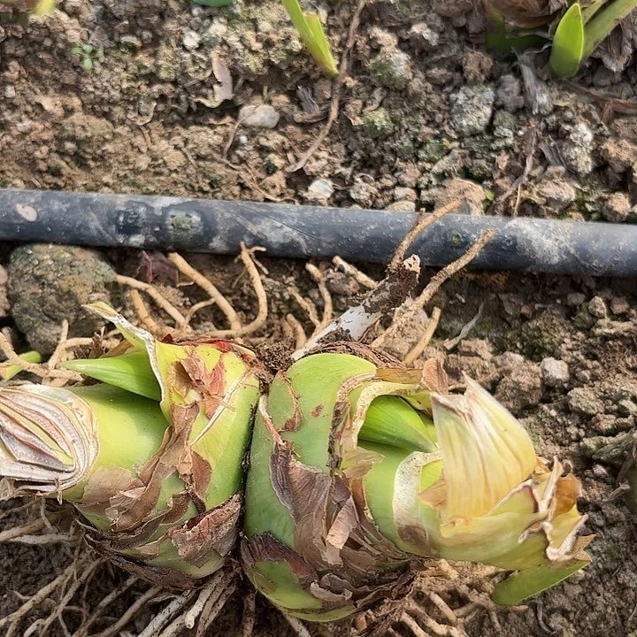 甜蜜双胞胎福利有标