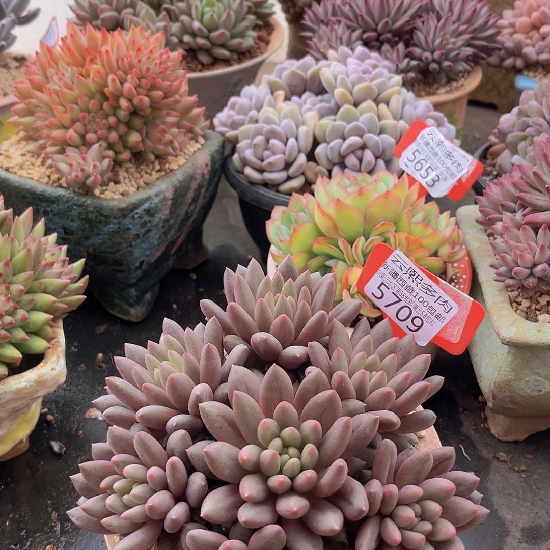 5709红蜻蜓多肉植物