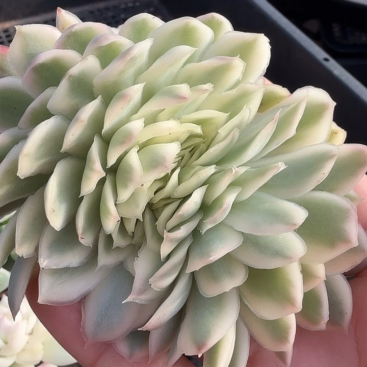 紫蝴蝶锦缀化无根