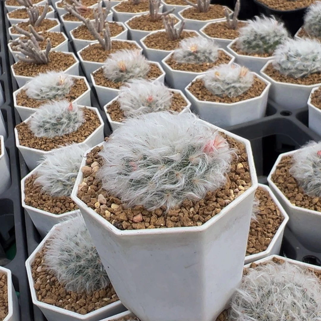 131实生根白云高砂多肉植物带盆土