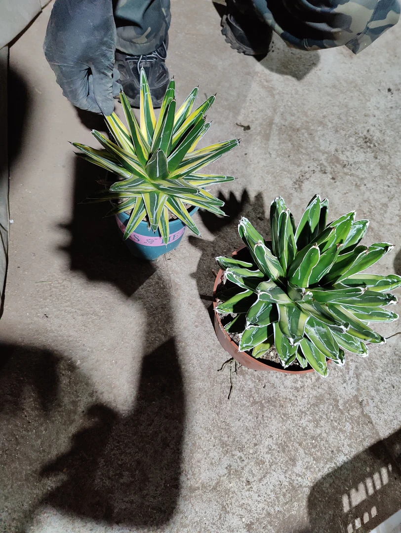 笹之雪辉山好养活