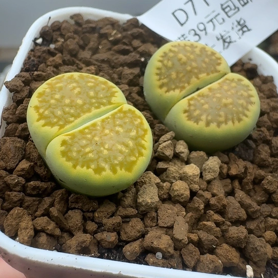 719多肉哈哈哈哈哈哈哈