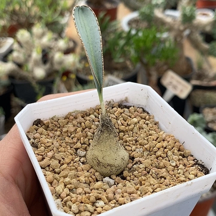 821蛞yu弹簧草带盆一一一一