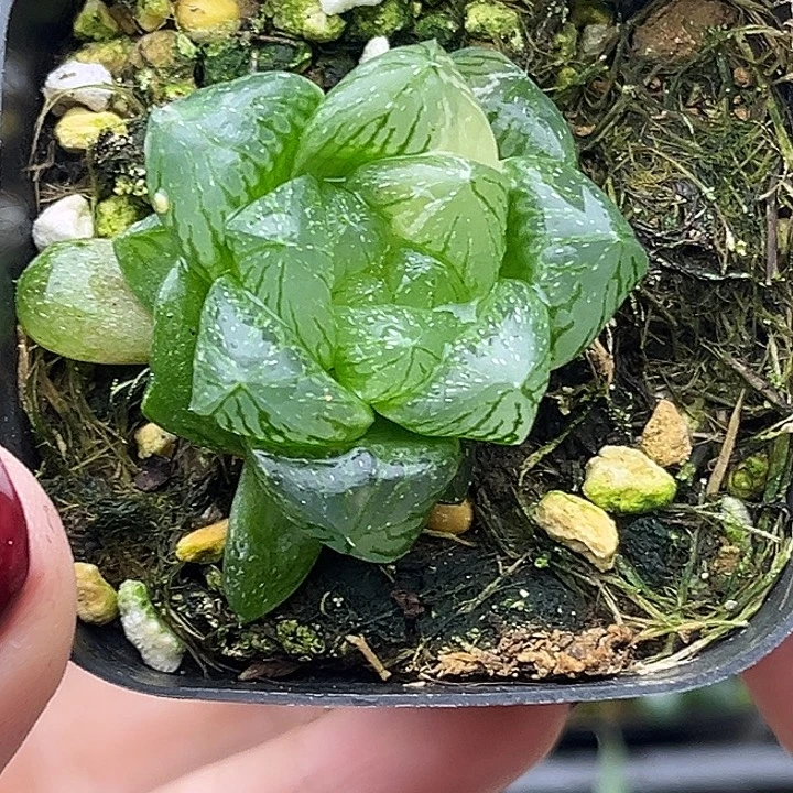 185雪花玉露锦头家多肉十二卷