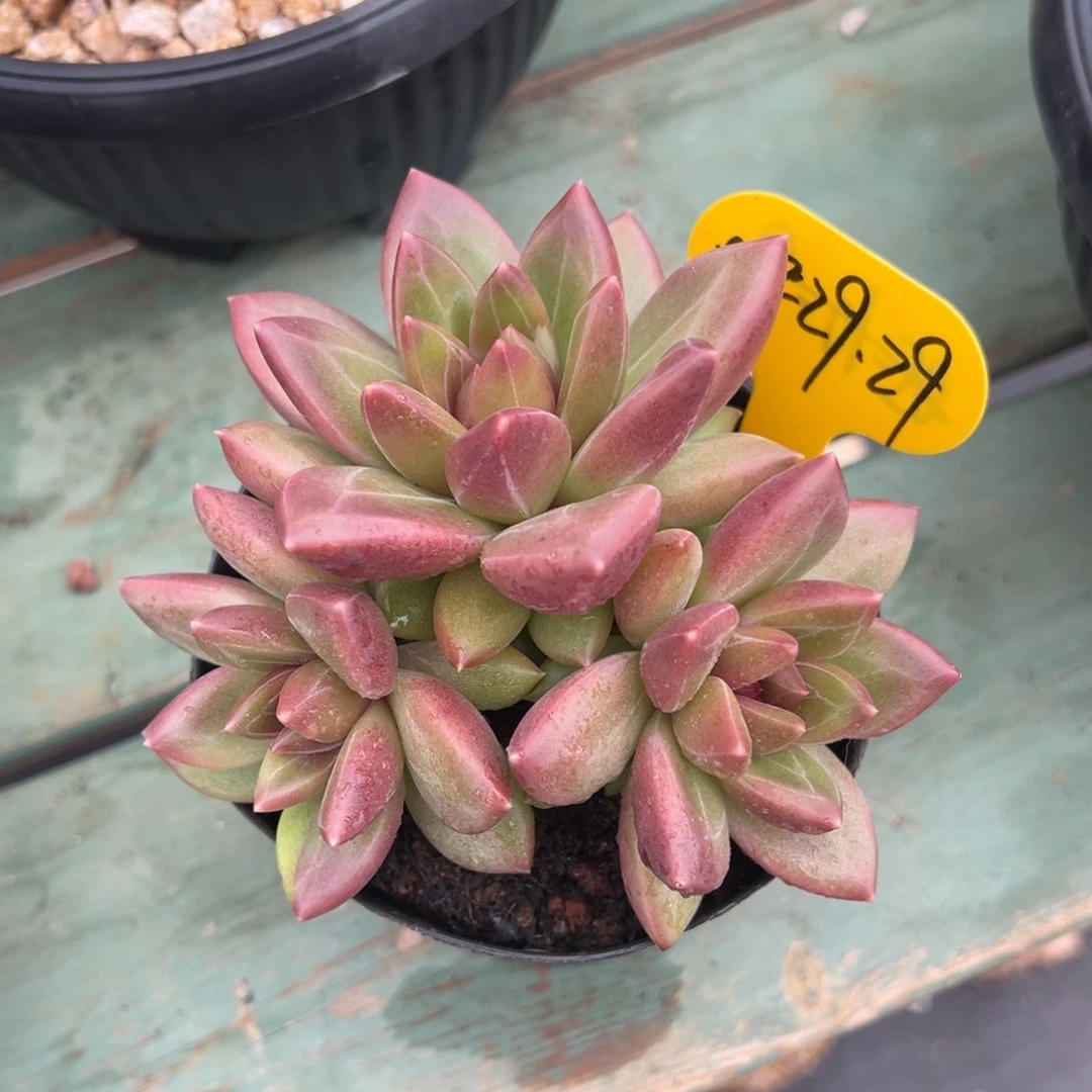 08-29-29迷雾泡泡多肉植物