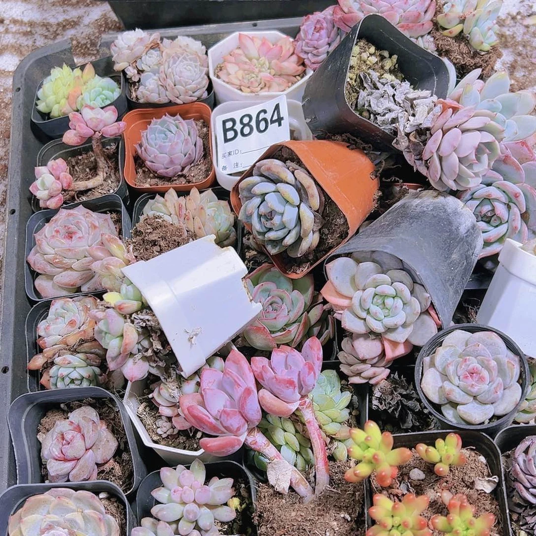 瑕疵无售后多肉脱土864