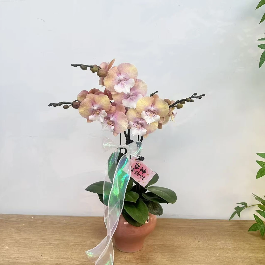 蝴蝶兰《彩虹独角兽》复古色系 蜡质花  好养耐开 室内花卉