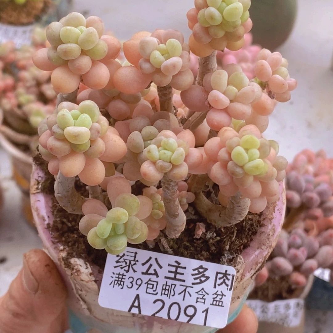 花朵鱼子酱老桩有砍8cm2091多肉植物