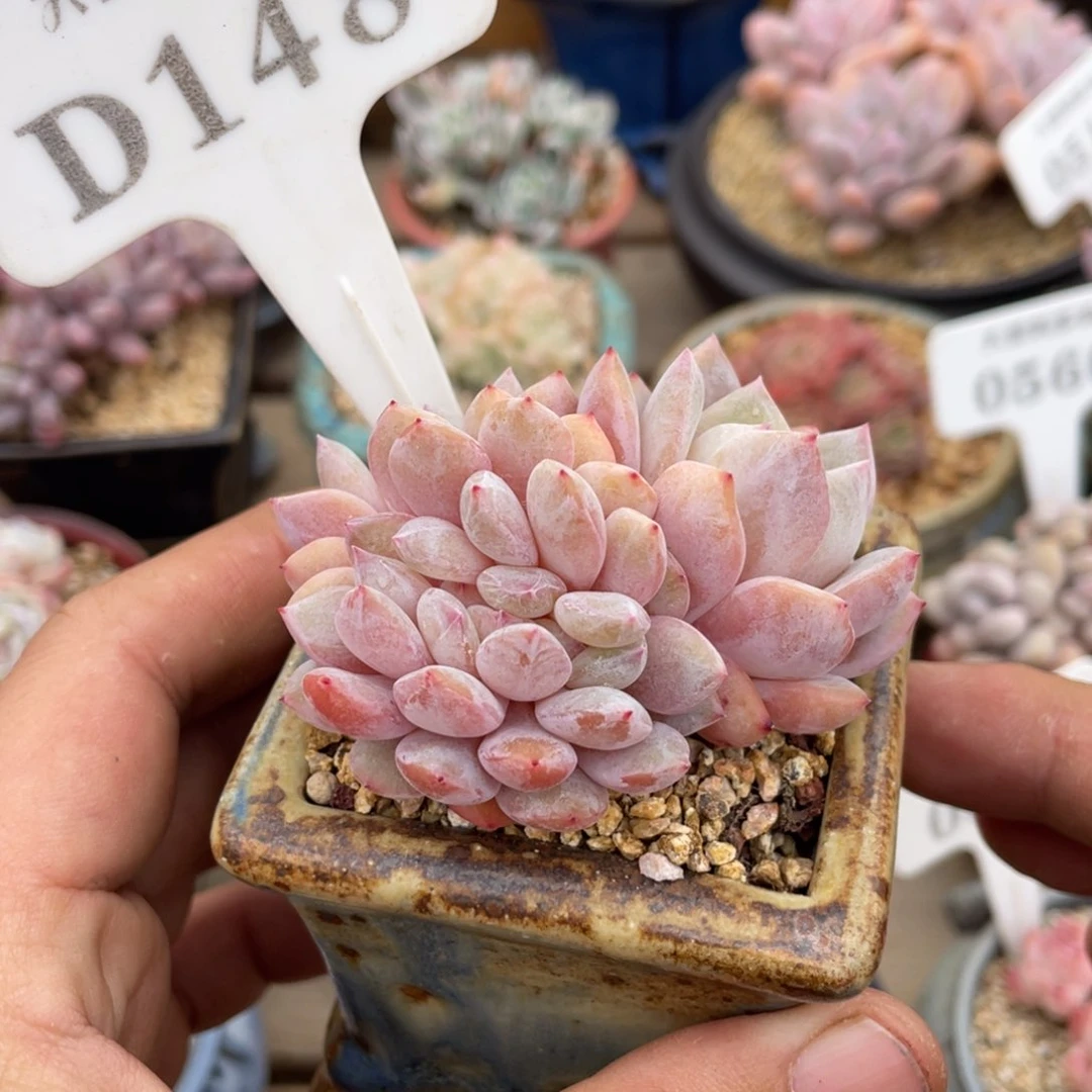 148橙子不带盆7厘米