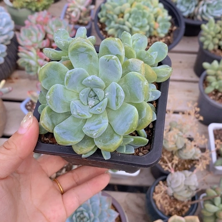 哎***嘿冰玉群1111222， 102