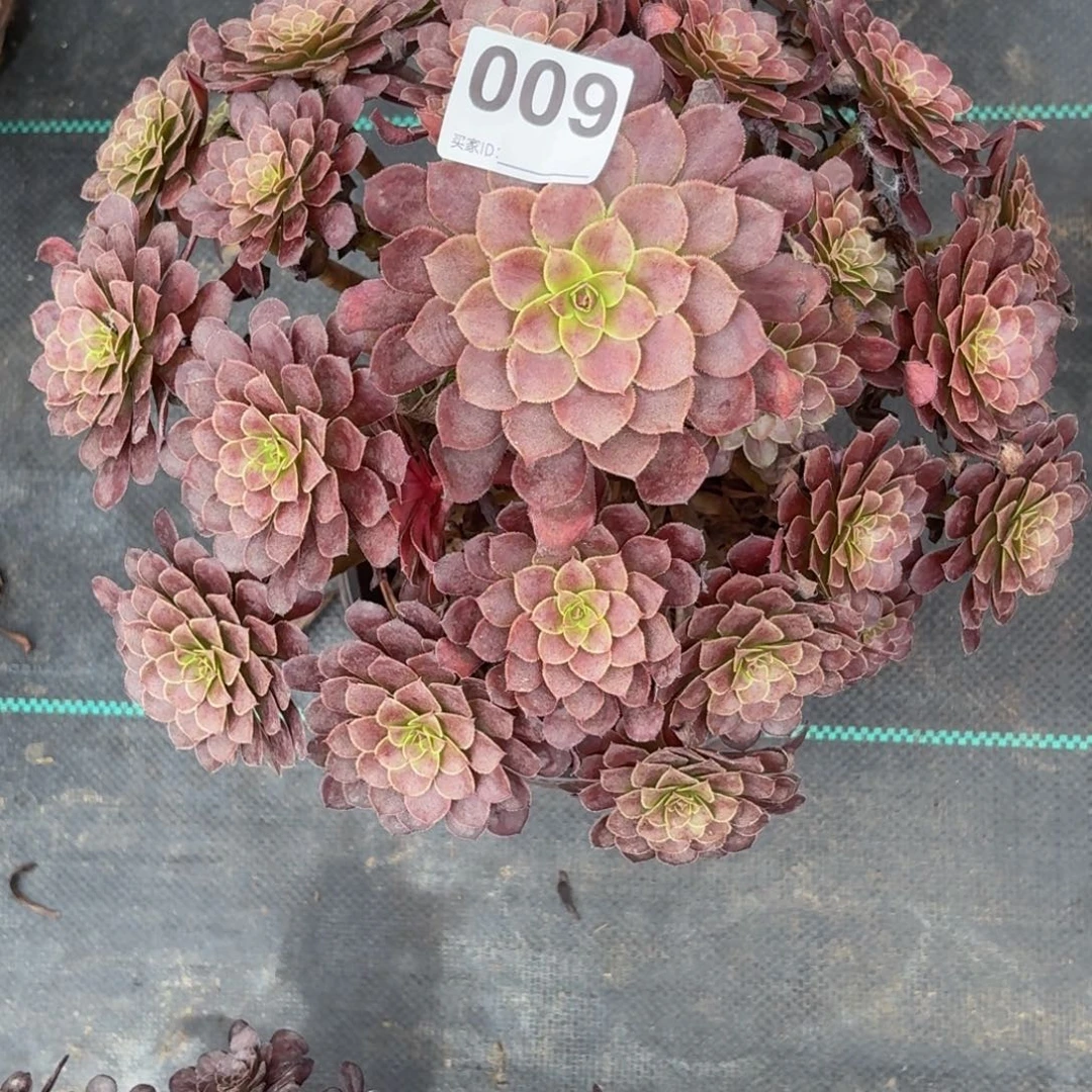 009黑铜鼓多肉植物发货