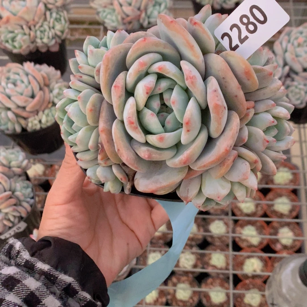 暖**光2280多头一个小孩子在等待我