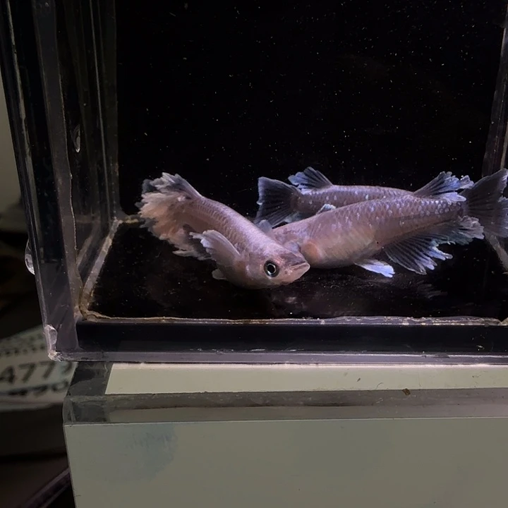 青鳉鱼一物一拍477