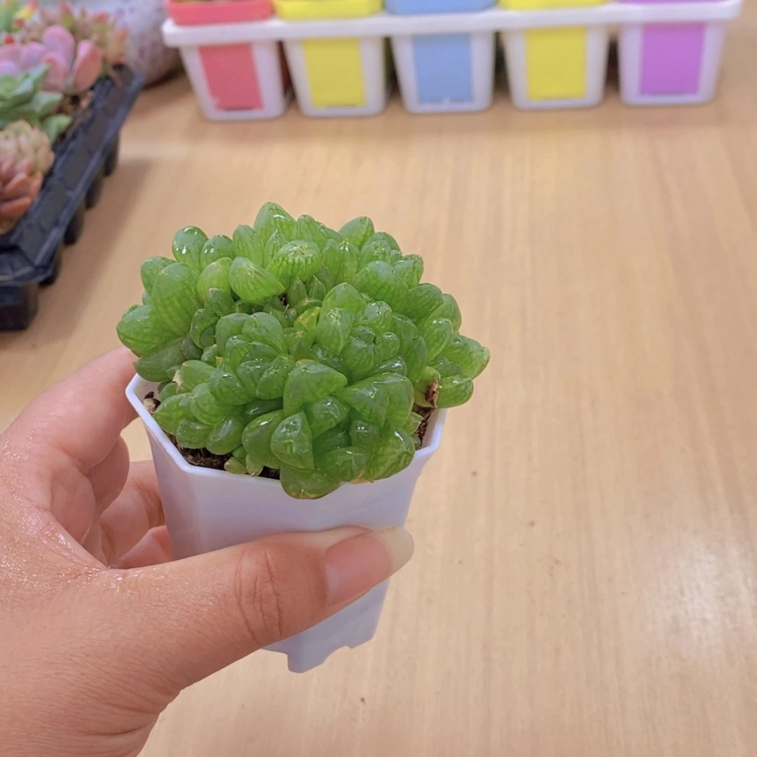 无花朵多肉植物水晶玉露送盆包邮