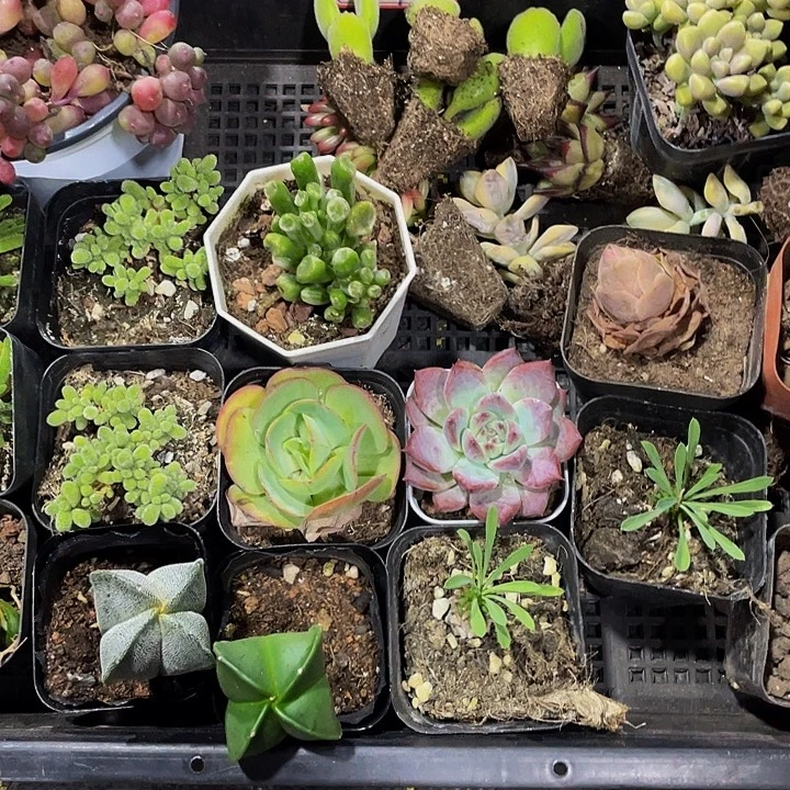 小***吉47号筐带盆土发货