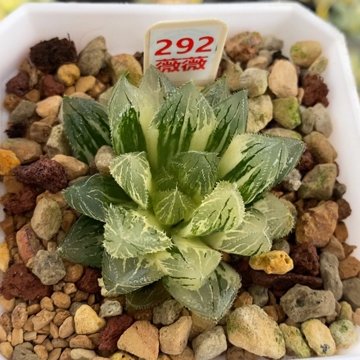 292号毛玉露锦多肉