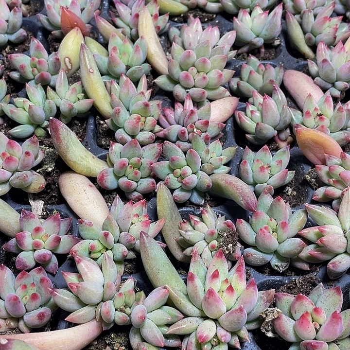 小岩字1元带土发货