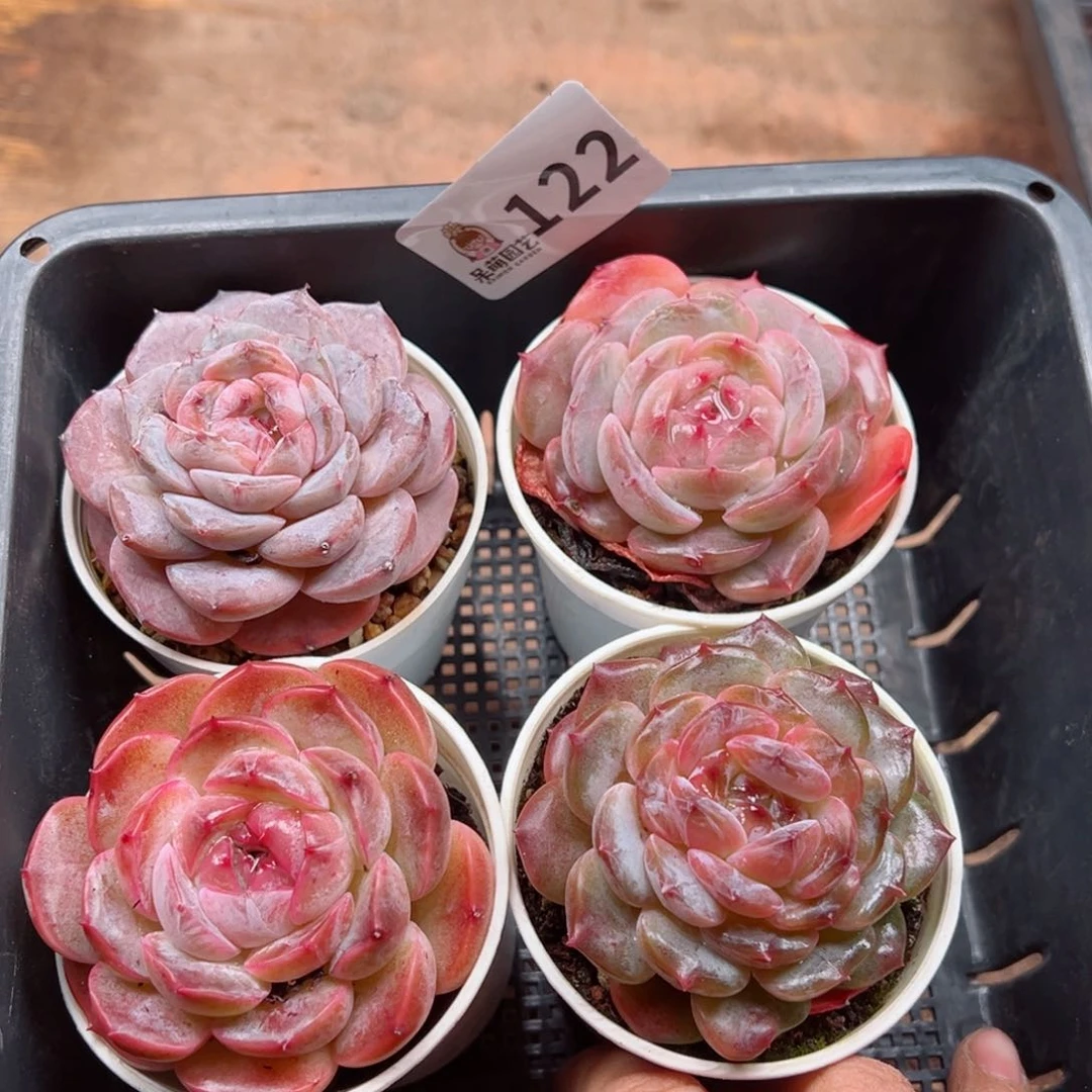 多肉植物多肉植物