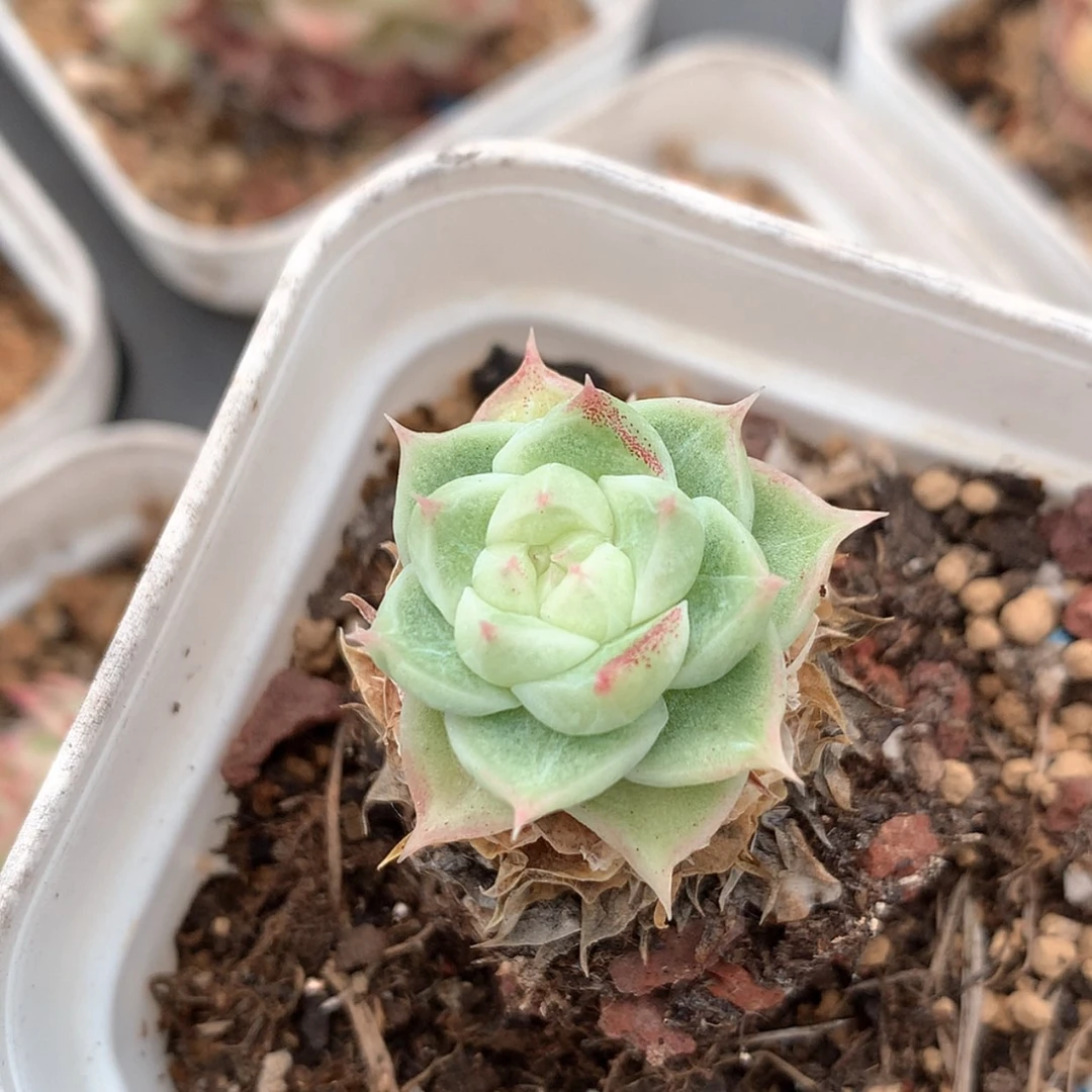 【闪购商品】云381号线