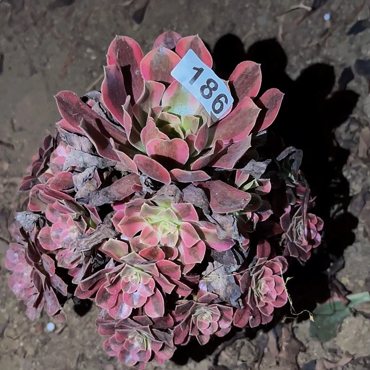 186美杜莎多肉植物不售后