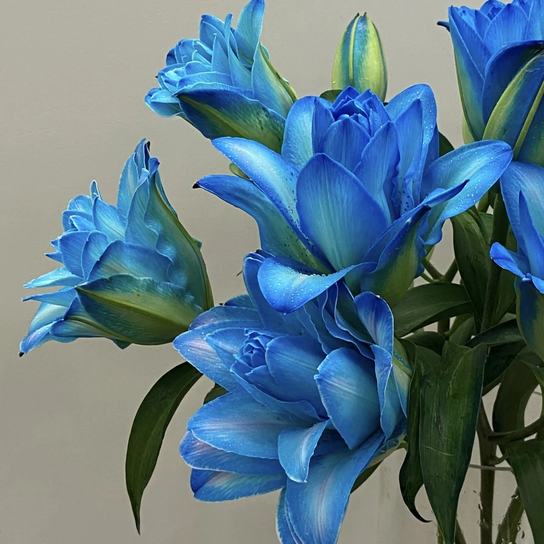 吸色百合花星辰大海（重瓣百合） 东北基地新鲜采摘