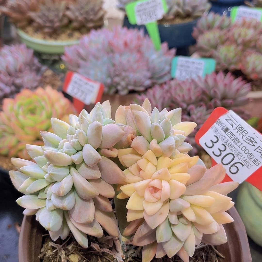 3306淡雪缀多肉植物